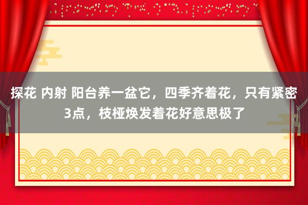 探花 内射 阳台养一盆它，四季齐着花，只有紧密3点，枝桠焕发着花好意思极了