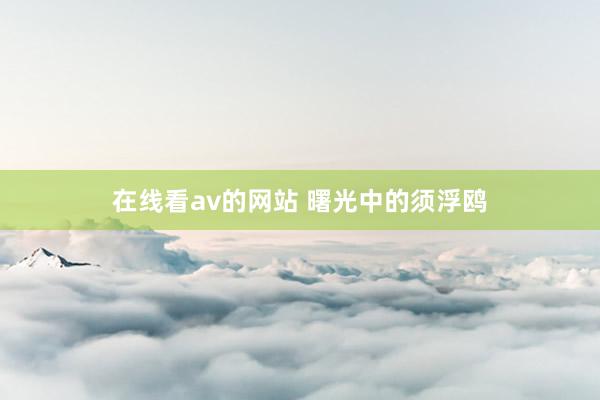 在线看av的网站 曙光中的须浮鸥