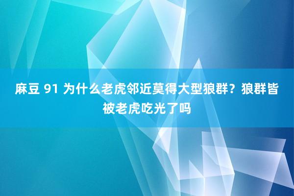 麻豆 91 为什么老虎邻近莫得大型狼群？狼群皆被老虎吃光了吗